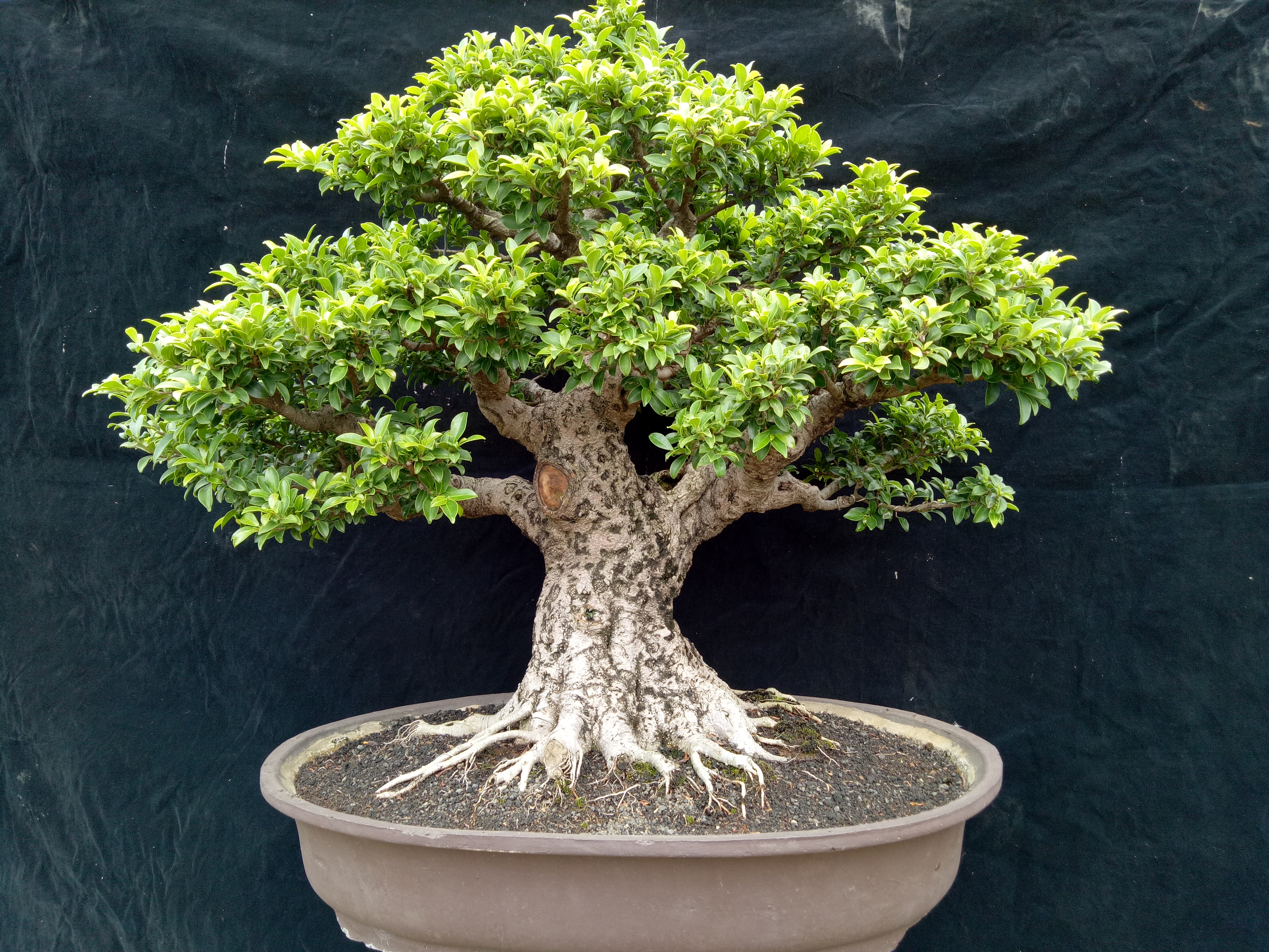 Kampung bonsai Depok menyediakan beragam jenis bonsai. 